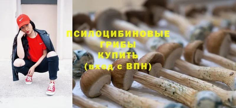 Псилоцибиновые грибы Psilocybe  Волоколамск 